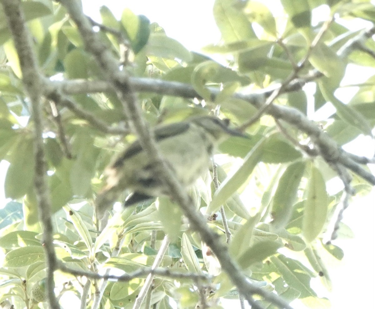 Red-legged Honeycreeper - ML498186521