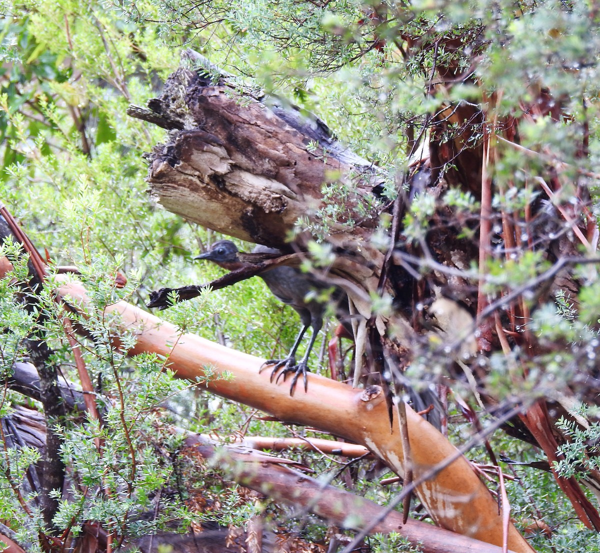 Superb Lyrebird - Eliza Scott