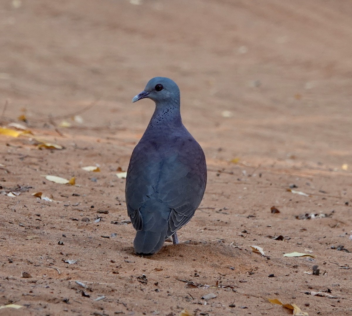 Мадагаскарский голубь - ML498187551