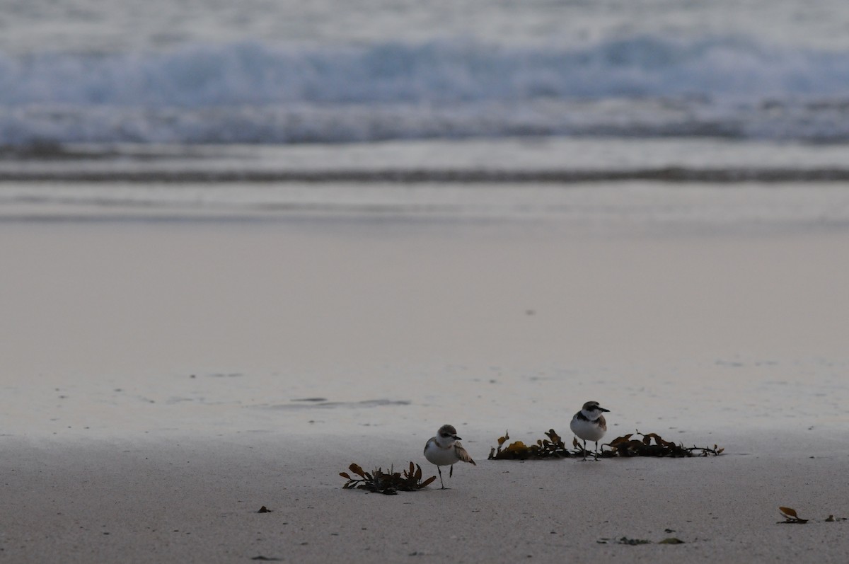 Malaysian Plover - ML49818851