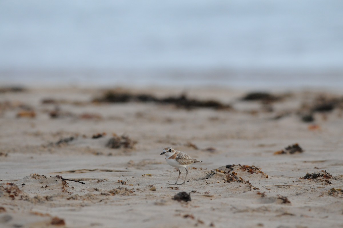 Malaysian Plover - ML49818901