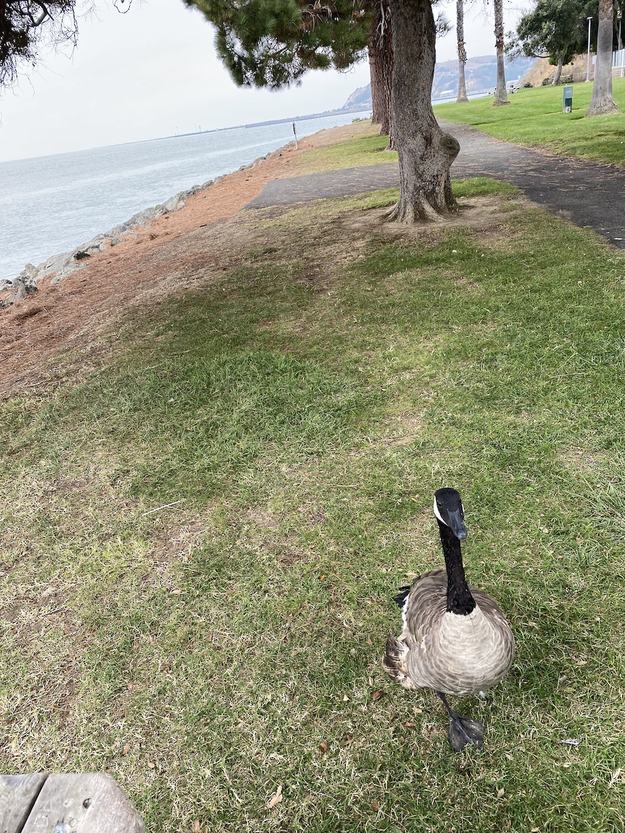 Канад галуу - ML498189121