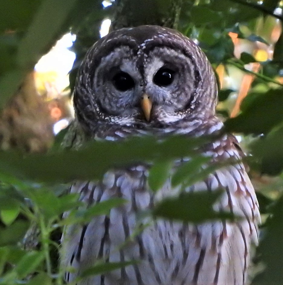 Barred Owl - ML498189301