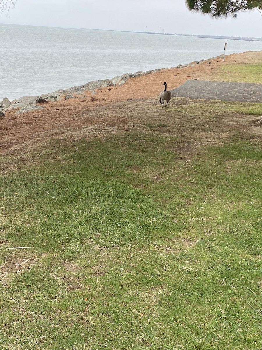 Канад галуу - ML498189591