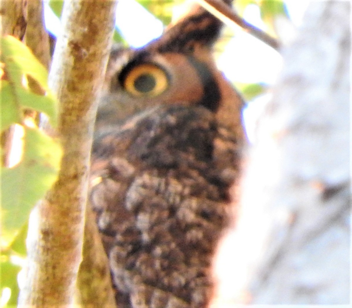 Great Horned Owl - ML498189731