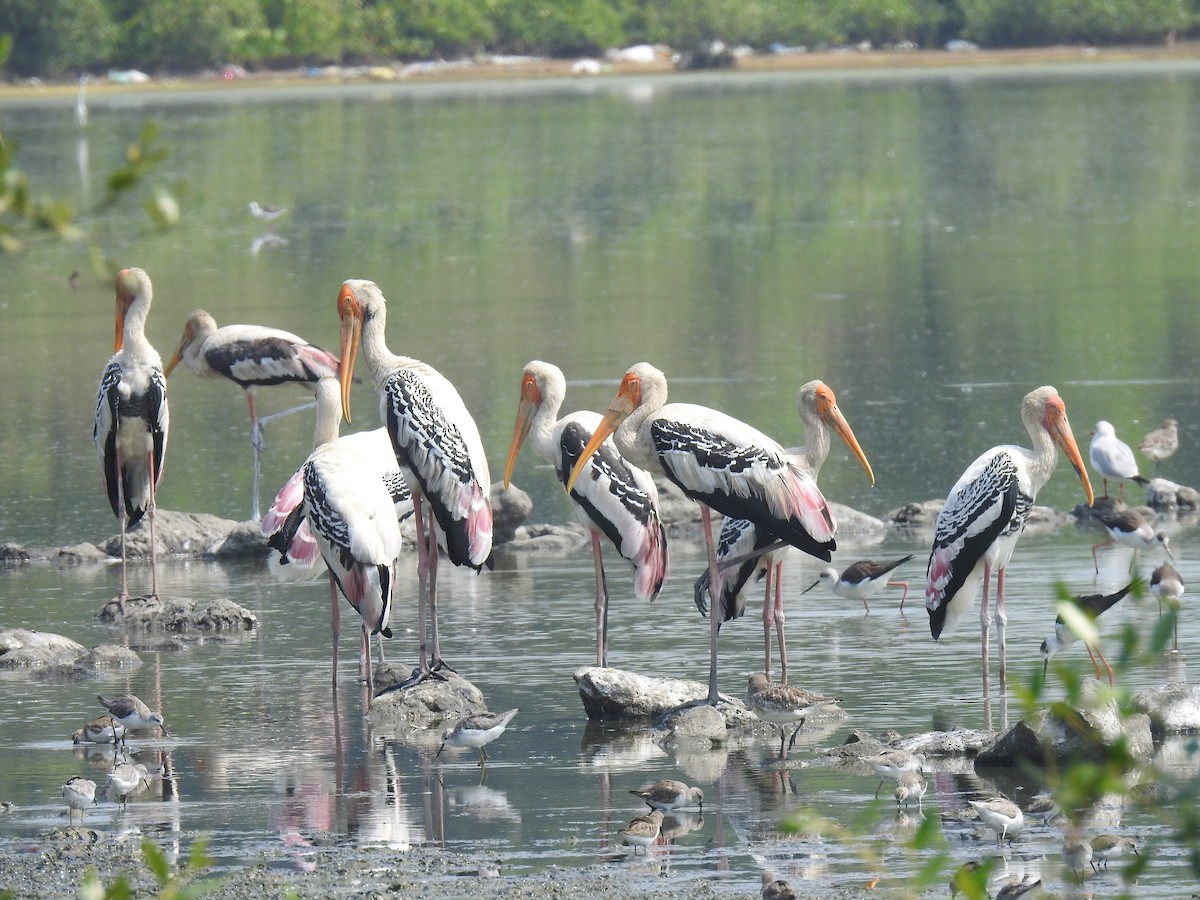 nesyt indický - ML498191041