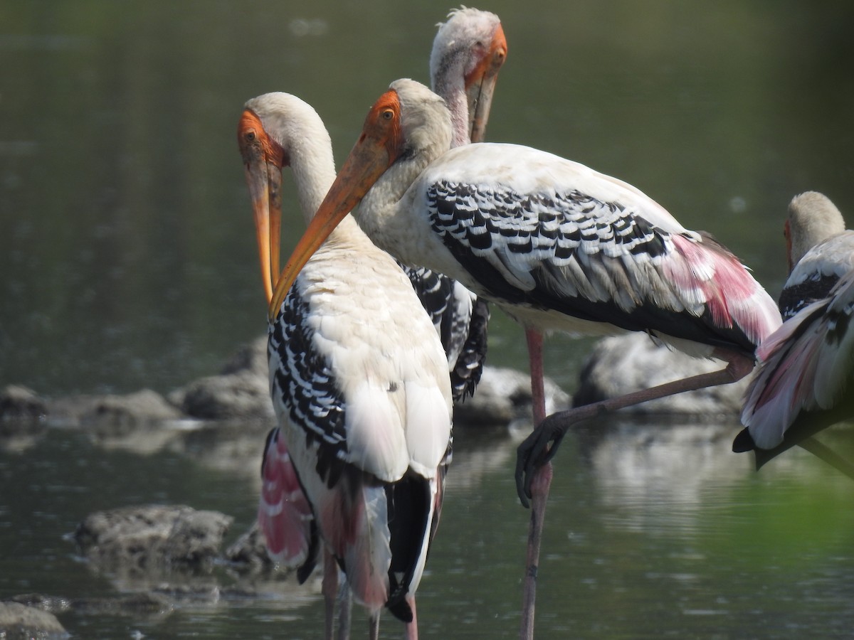 nesyt indický - ML498191061