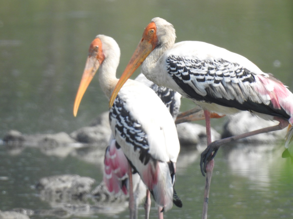 nesyt indický - ML498191071