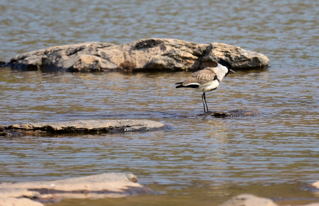 River Lapwing - Yuwaree Kamolsawat