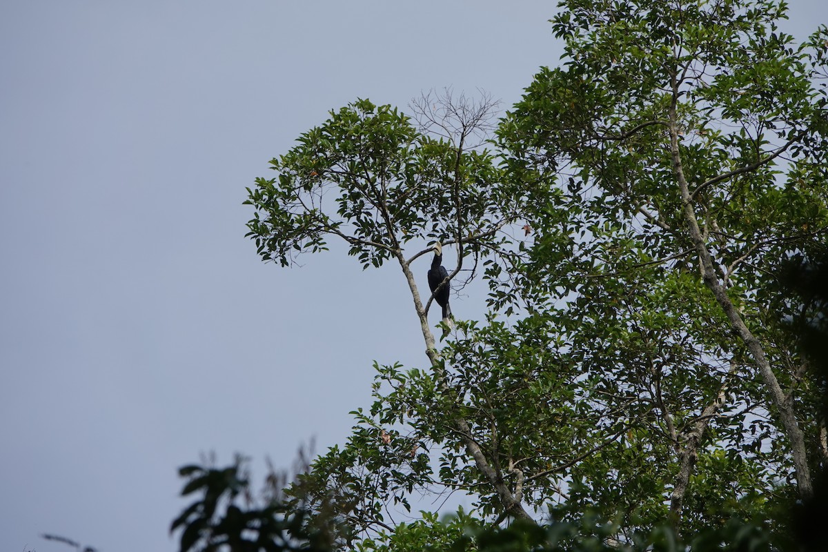 Чёрная птица-носорог - ML498191481