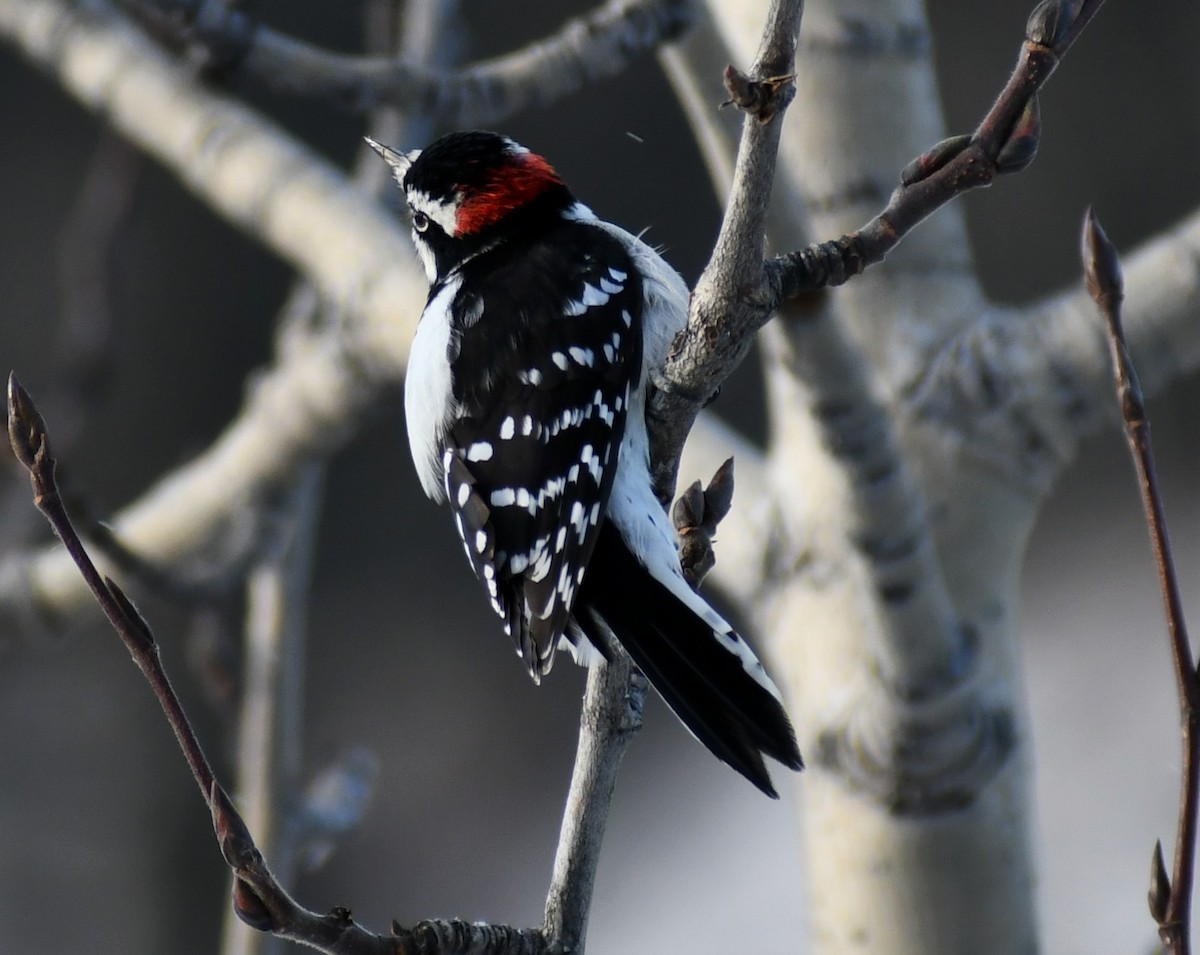 Downy Woodpecker - ML498191921