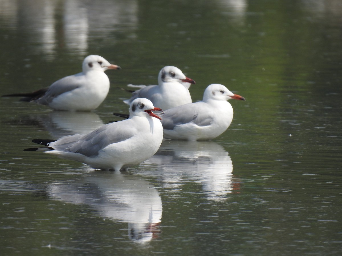 racek hnědohlavý - ML498192031