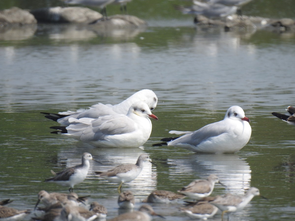 racek hnědohlavý - ML498192041