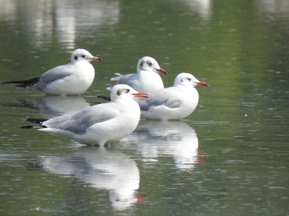 racek hnědohlavý - ML498192051