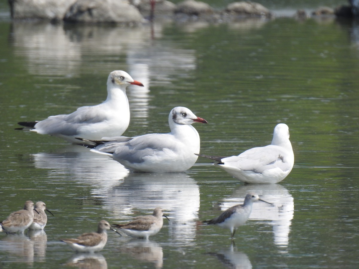 racek hnědohlavý - ML498192061