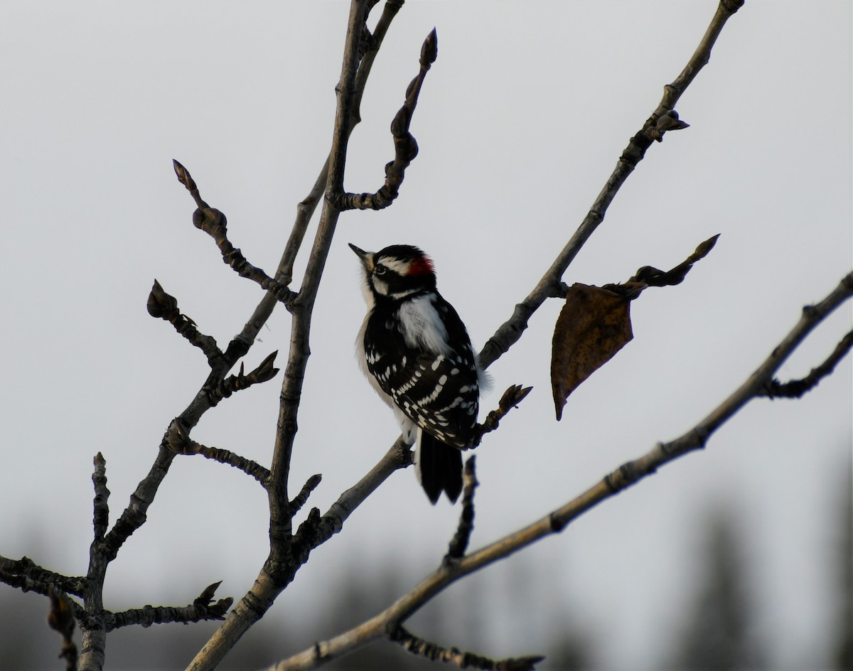 Downy Woodpecker - ML498192171