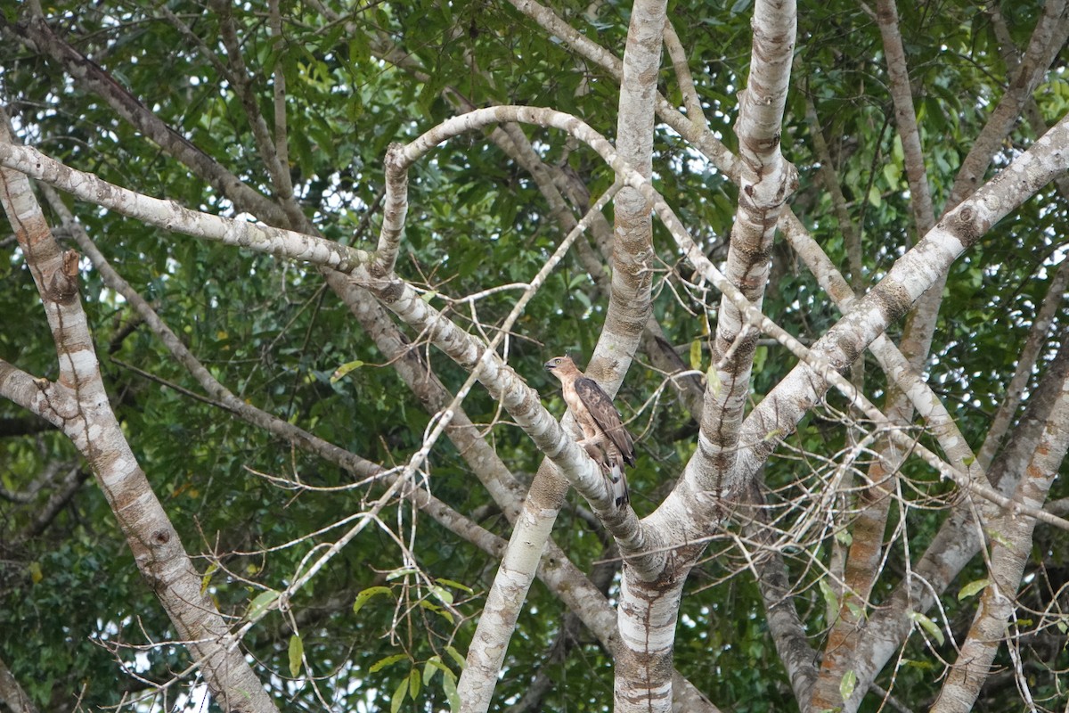 Джунглевый хохлатый орёл - ML498192491