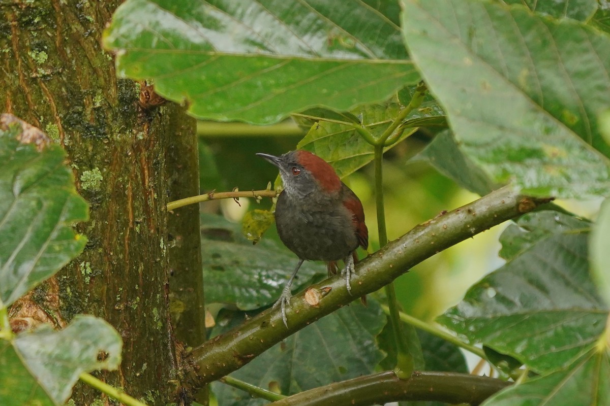 Dusky Spinetail - ML498193011