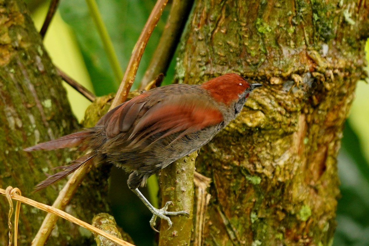 Dusky Spinetail - Luis Carlos García Mejía