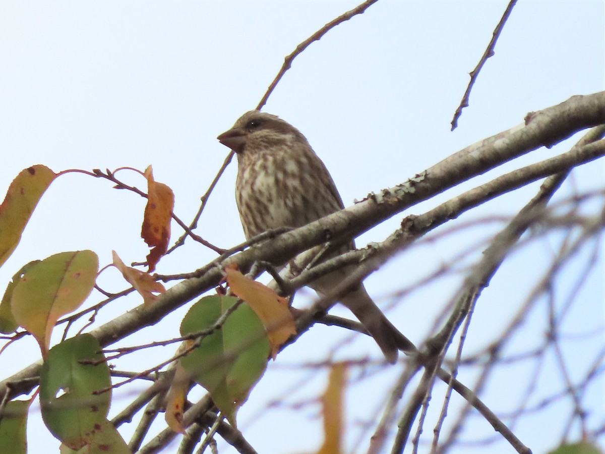 Purple Finch - ML498193421