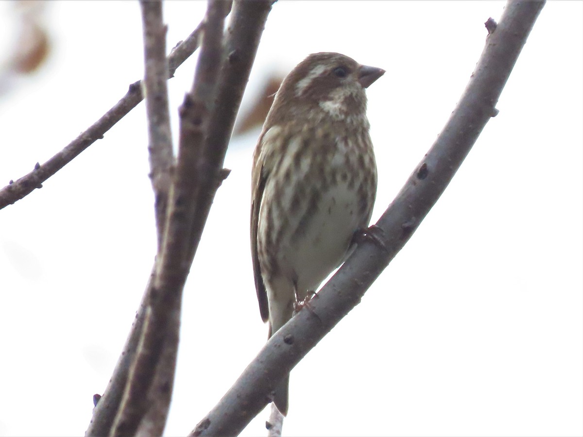 Purple Finch - ML498193451
