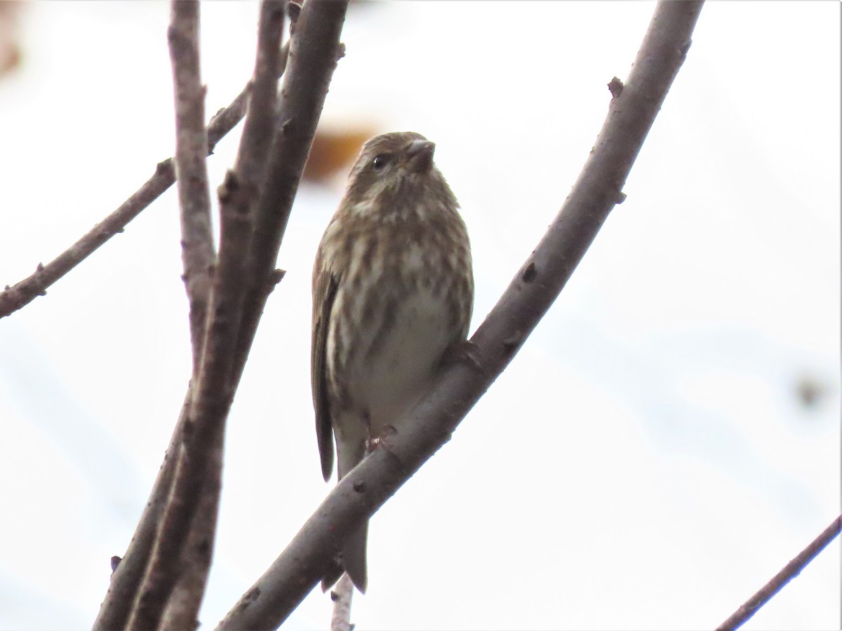 Purple Finch - ML498193461
