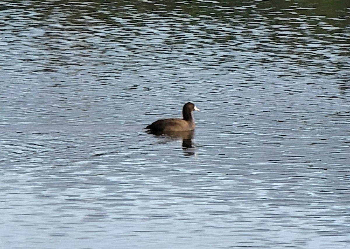 American Coot - ML498193671