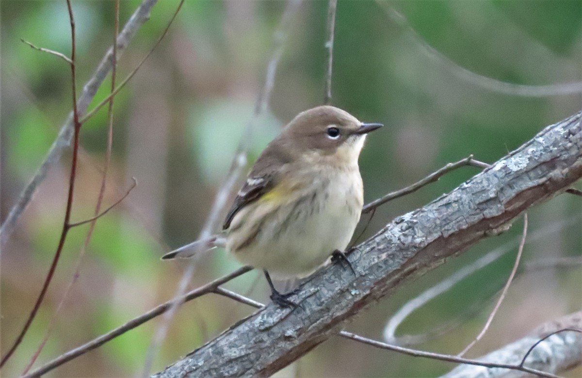 Yellow-rumped Warbler - ML498193791