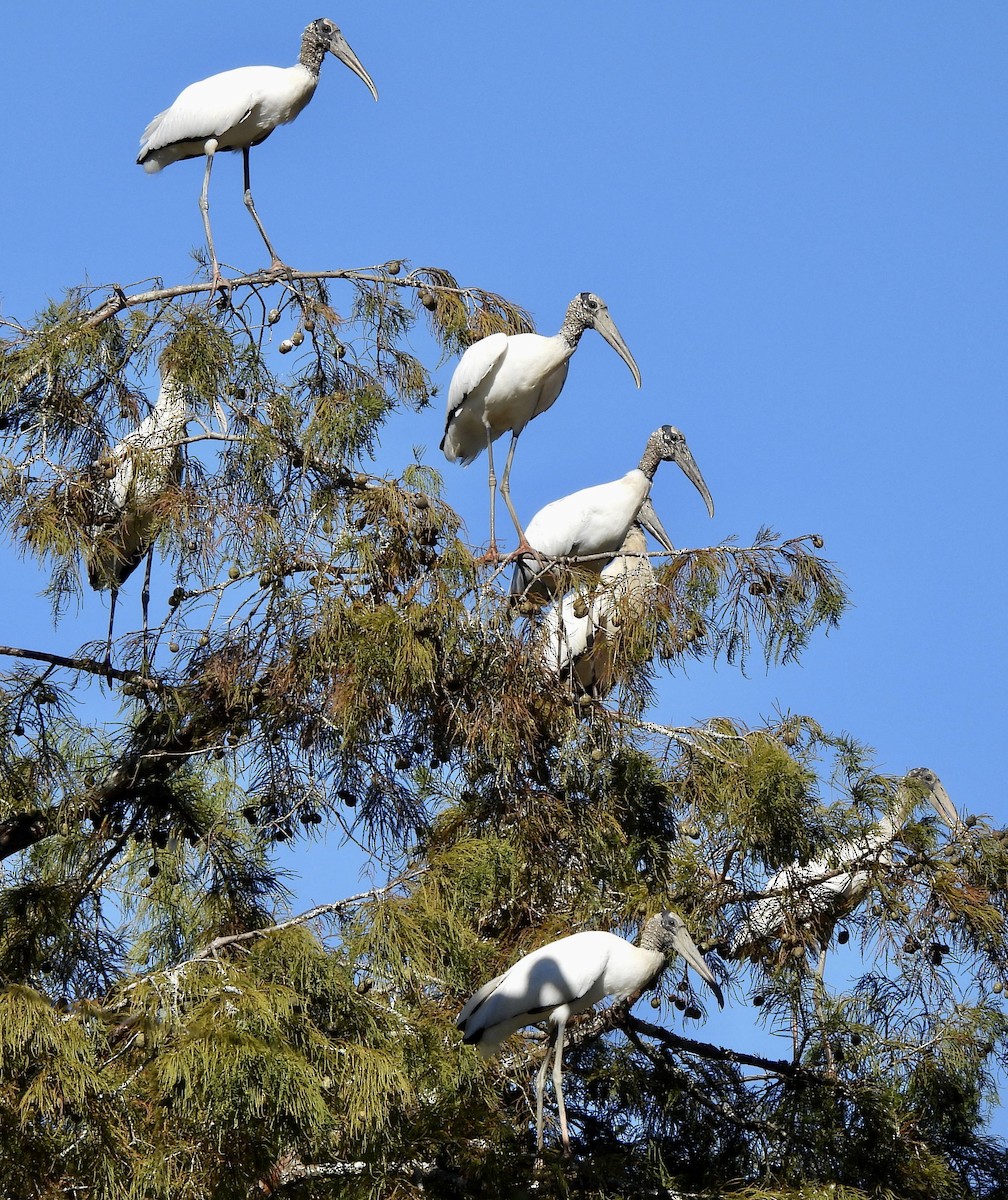 Wood Stork - ML498193911