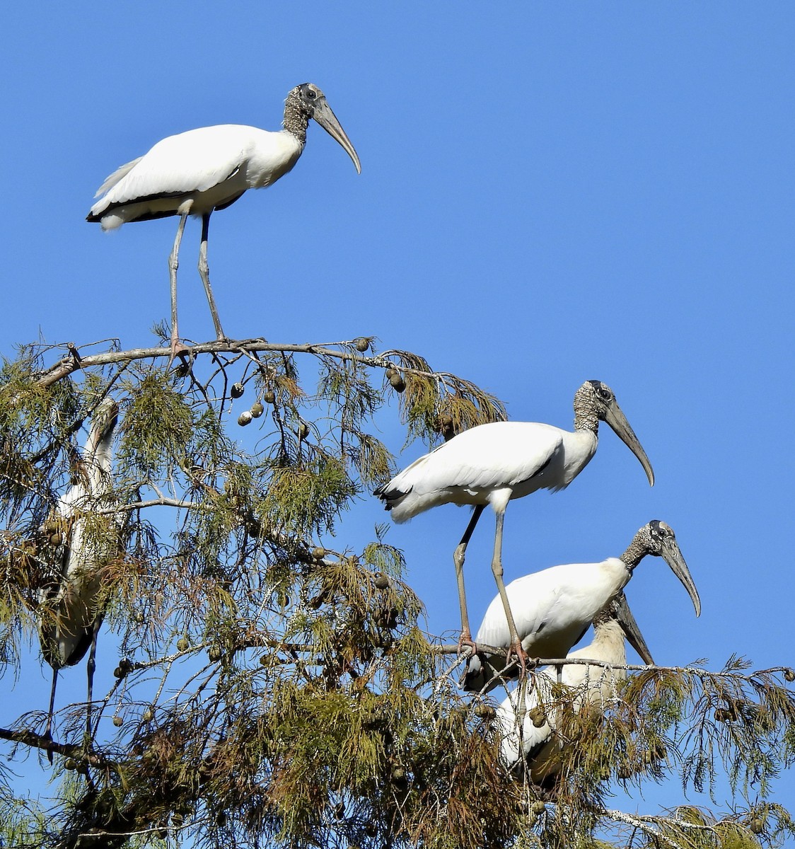 Wood Stork - James and Krista Roche