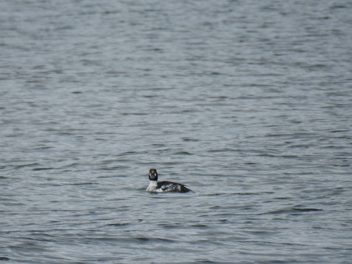 Common Goldeneye - ML49819601