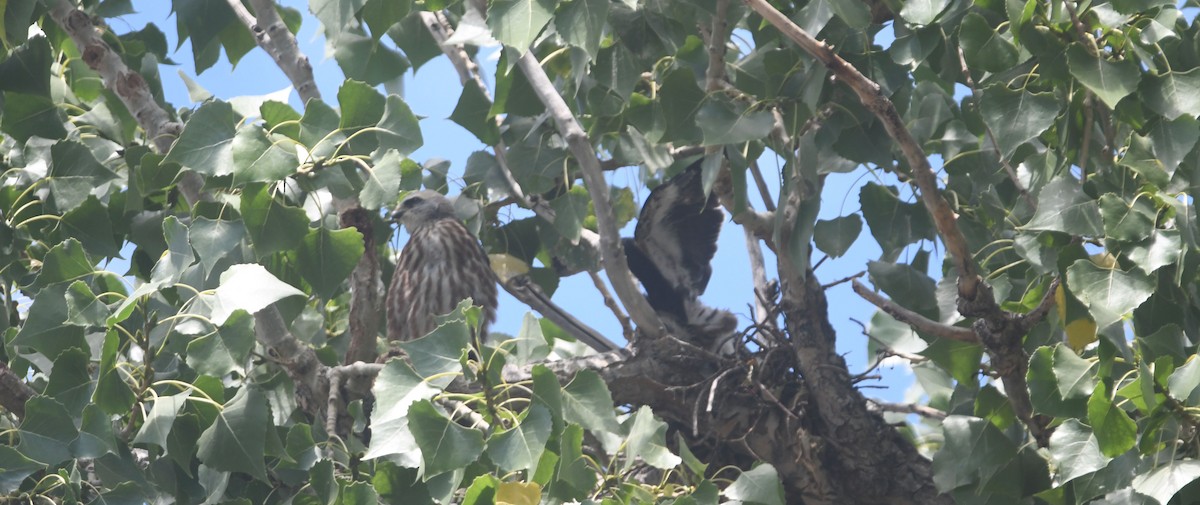 Mississippi Kite - ML498196441