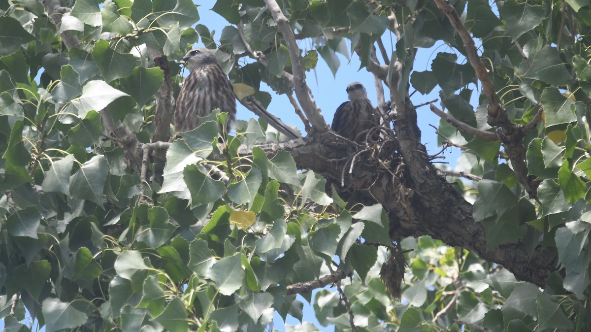 Mississippi Kite - ML498196461