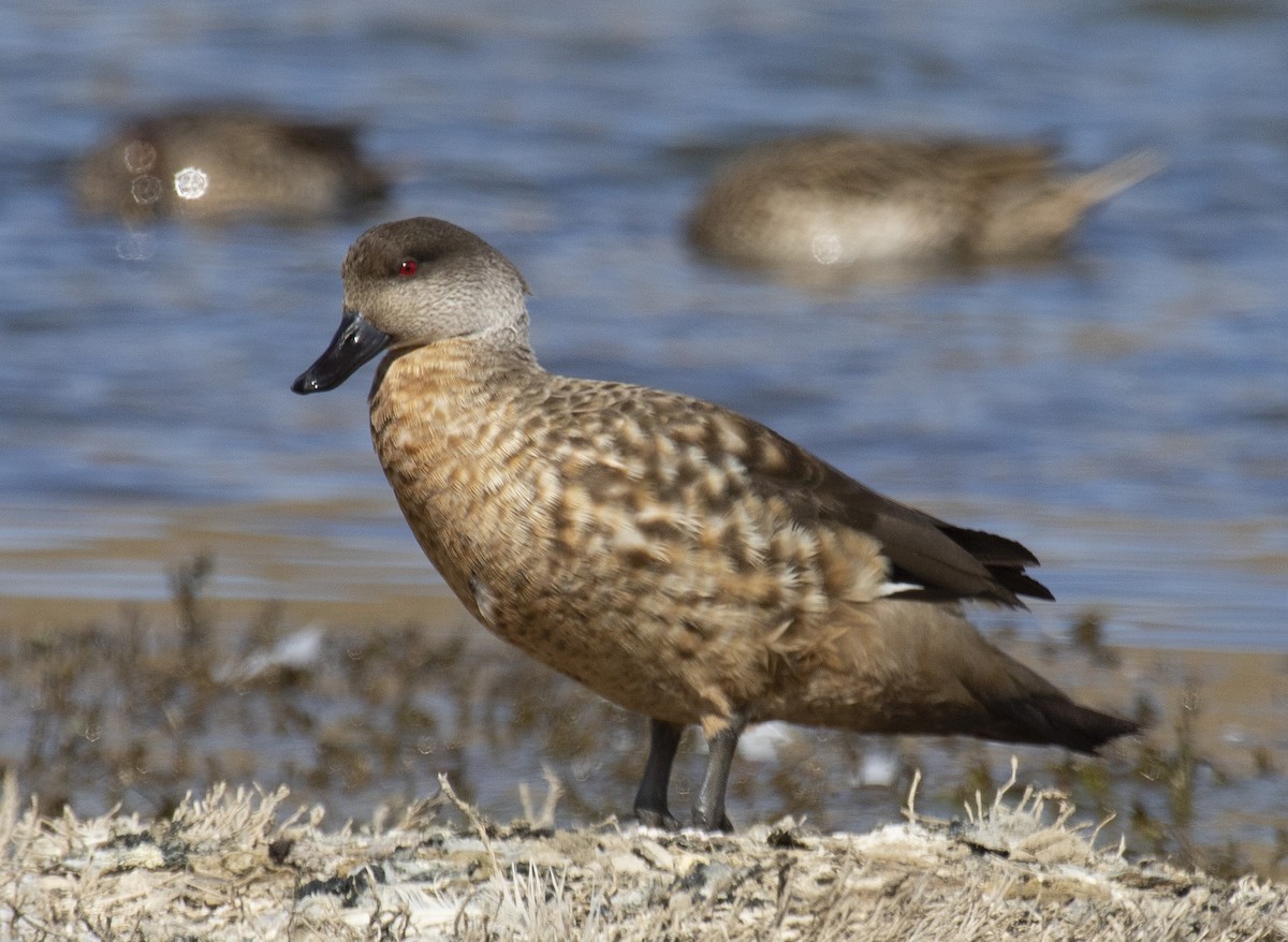 Crested Duck - Annick Morgenthaler