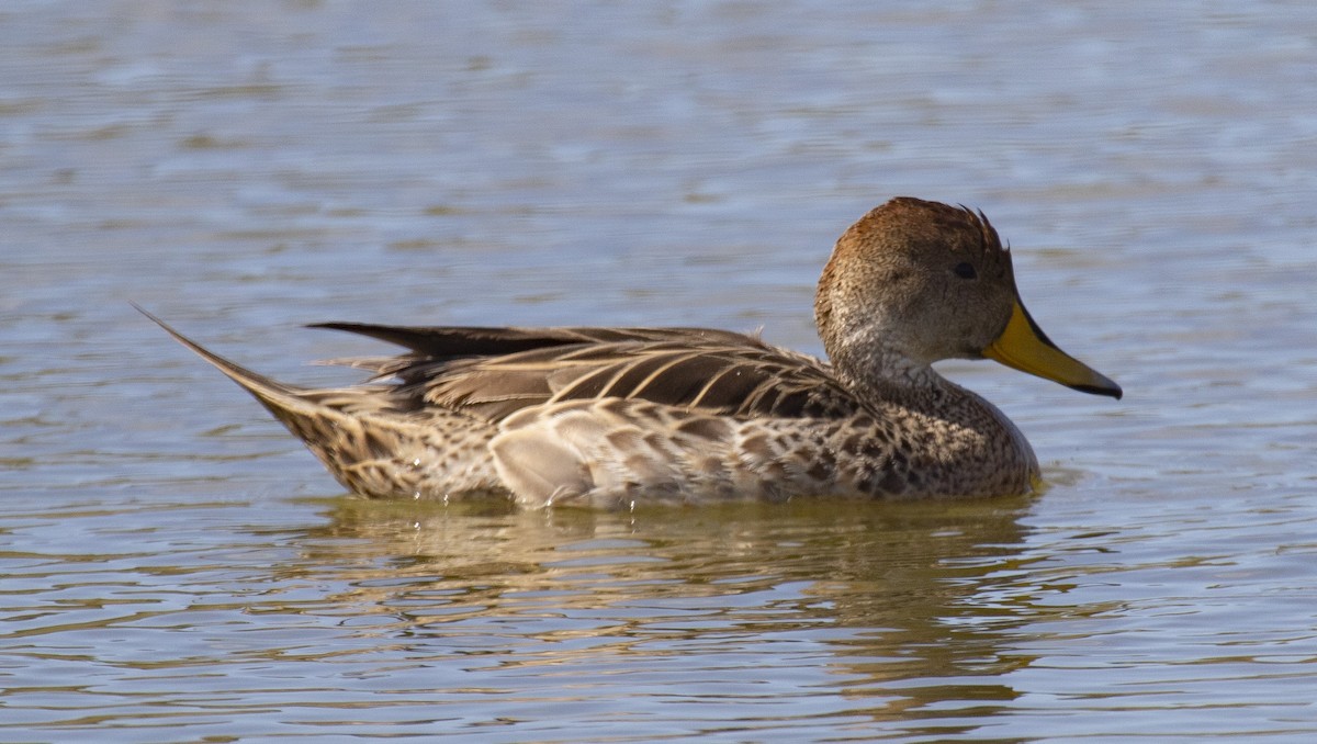 Yellow-billed Pintail - Annick Morgenthaler