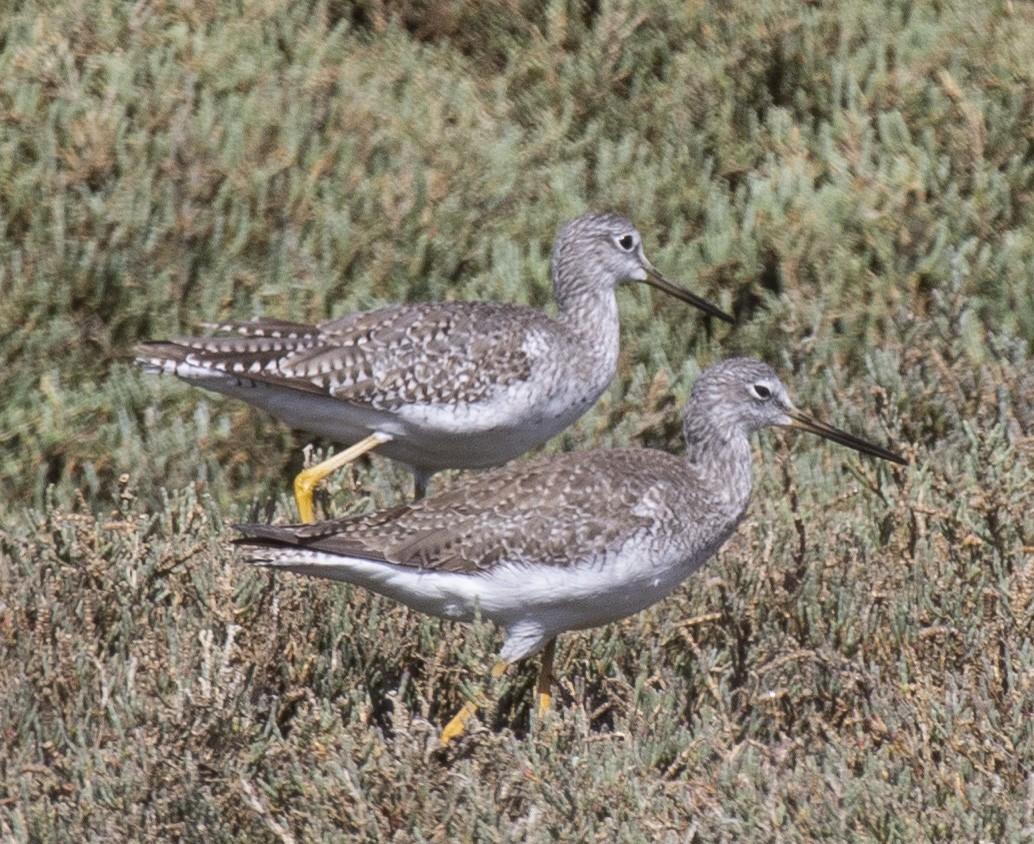 Greater Yellowlegs - ML498197681