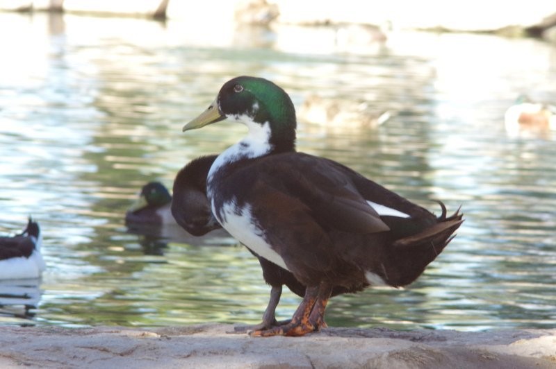 Mallard (Domestic type) - Pat Goltz