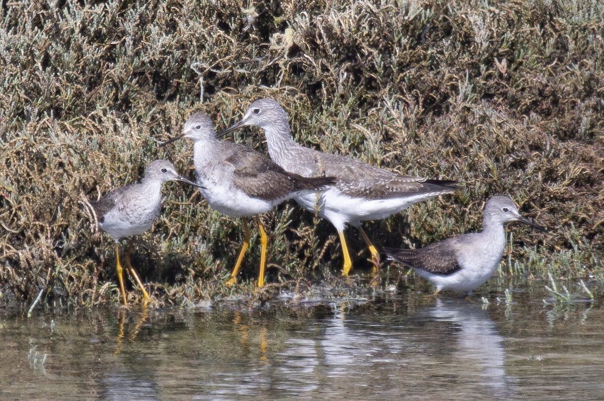 Lesser Yellowlegs - Annick Morgenthaler