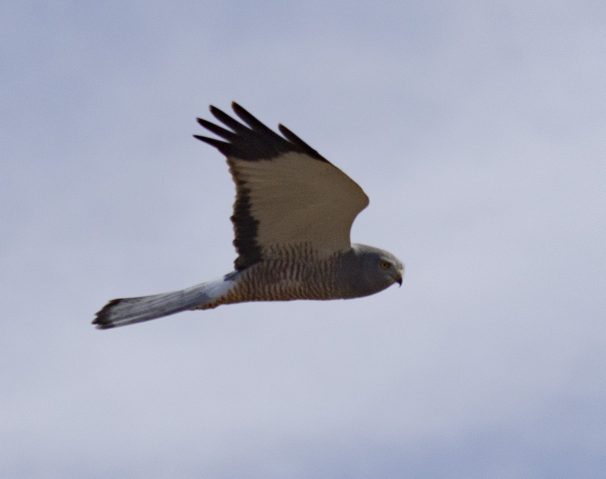 Cinereous Harrier - ML498198471