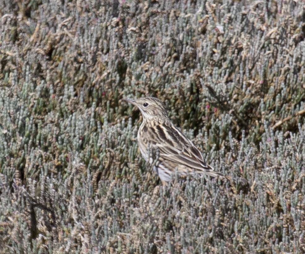 Correndera Pipit - Annick Morgenthaler