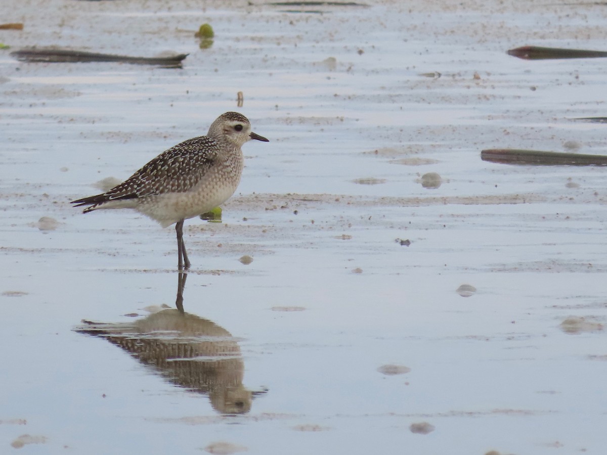 American Golden-Plover - ML498198801