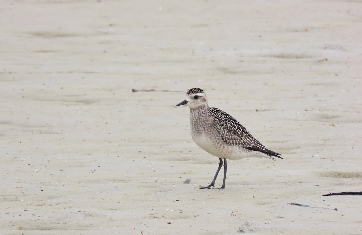 American Golden-Plover - ML498198811