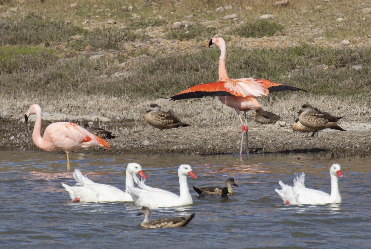 Coscoroba Swan - ML498199141