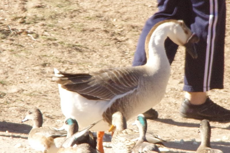 Swan Goose (Domestic type) - Pat Goltz