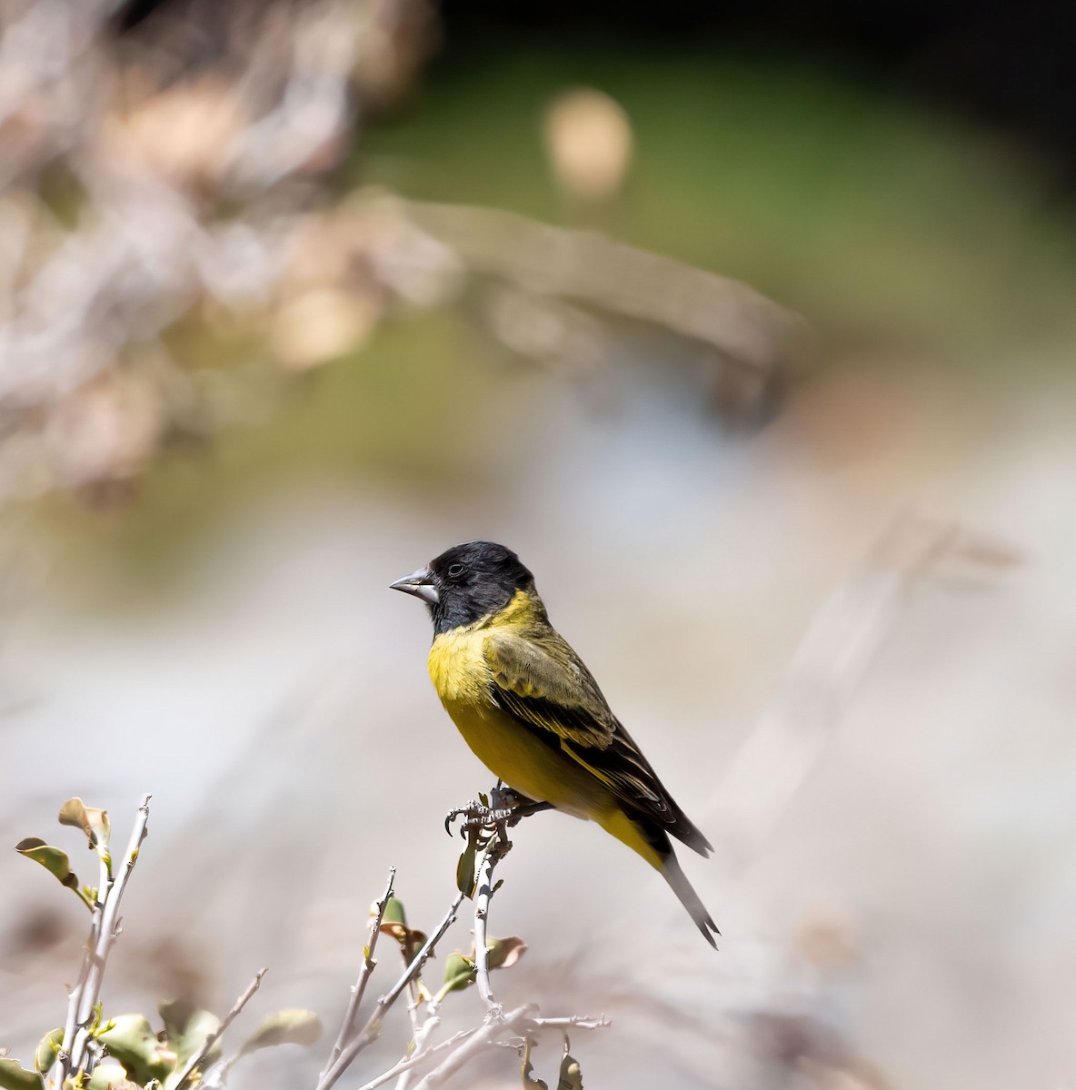 Thick-billed Siskin - ML498199751