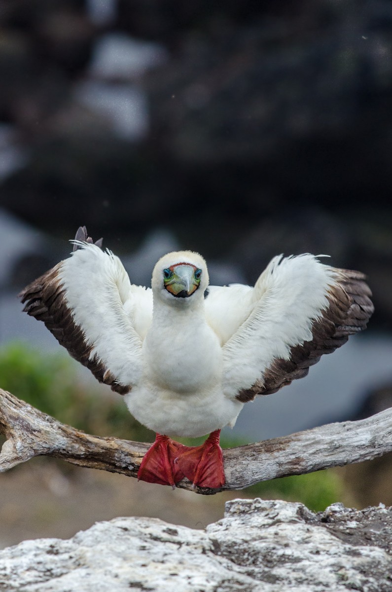 Red-footed Booby (Eastern Pacific) - ML49820011