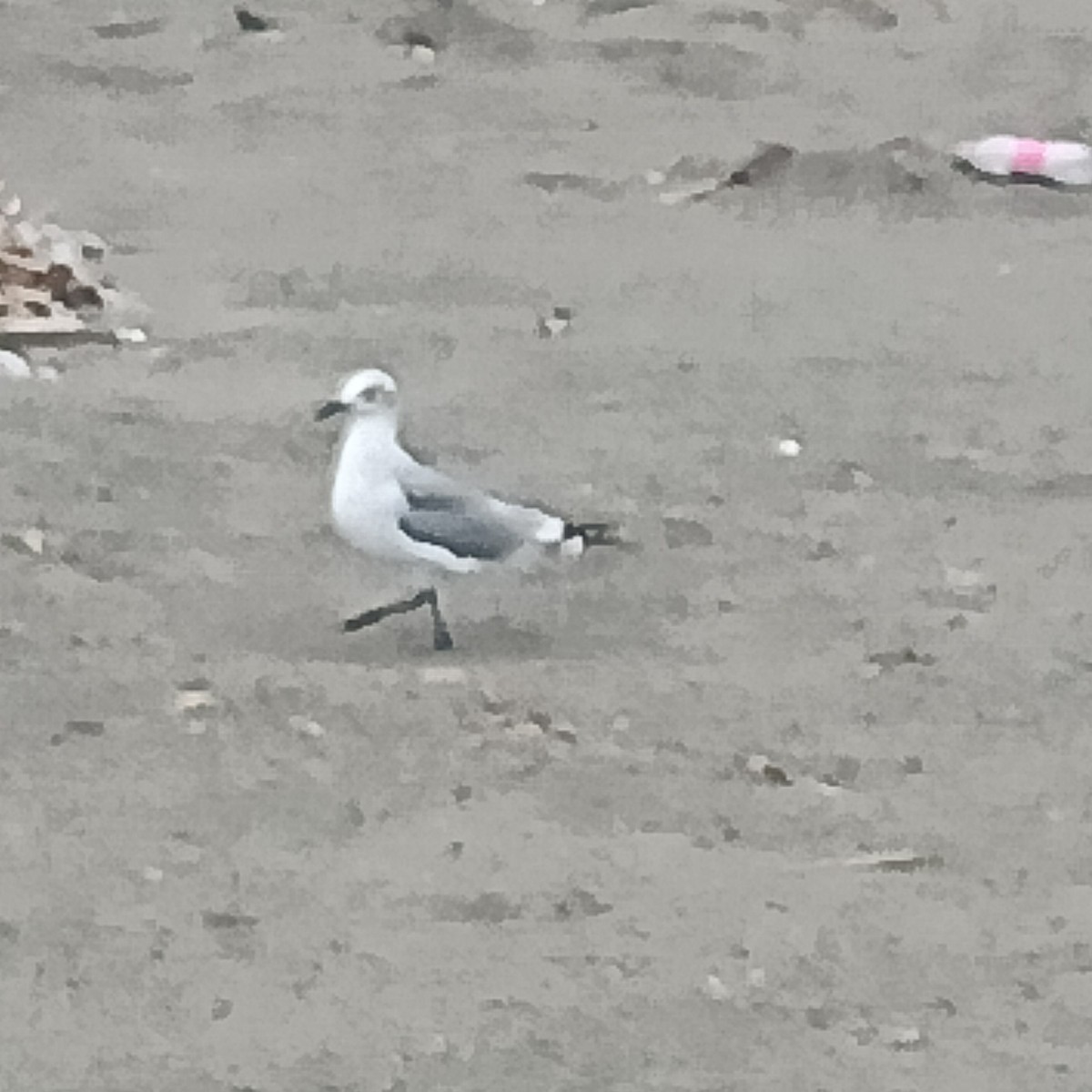 Laughing Gull - ML498200191