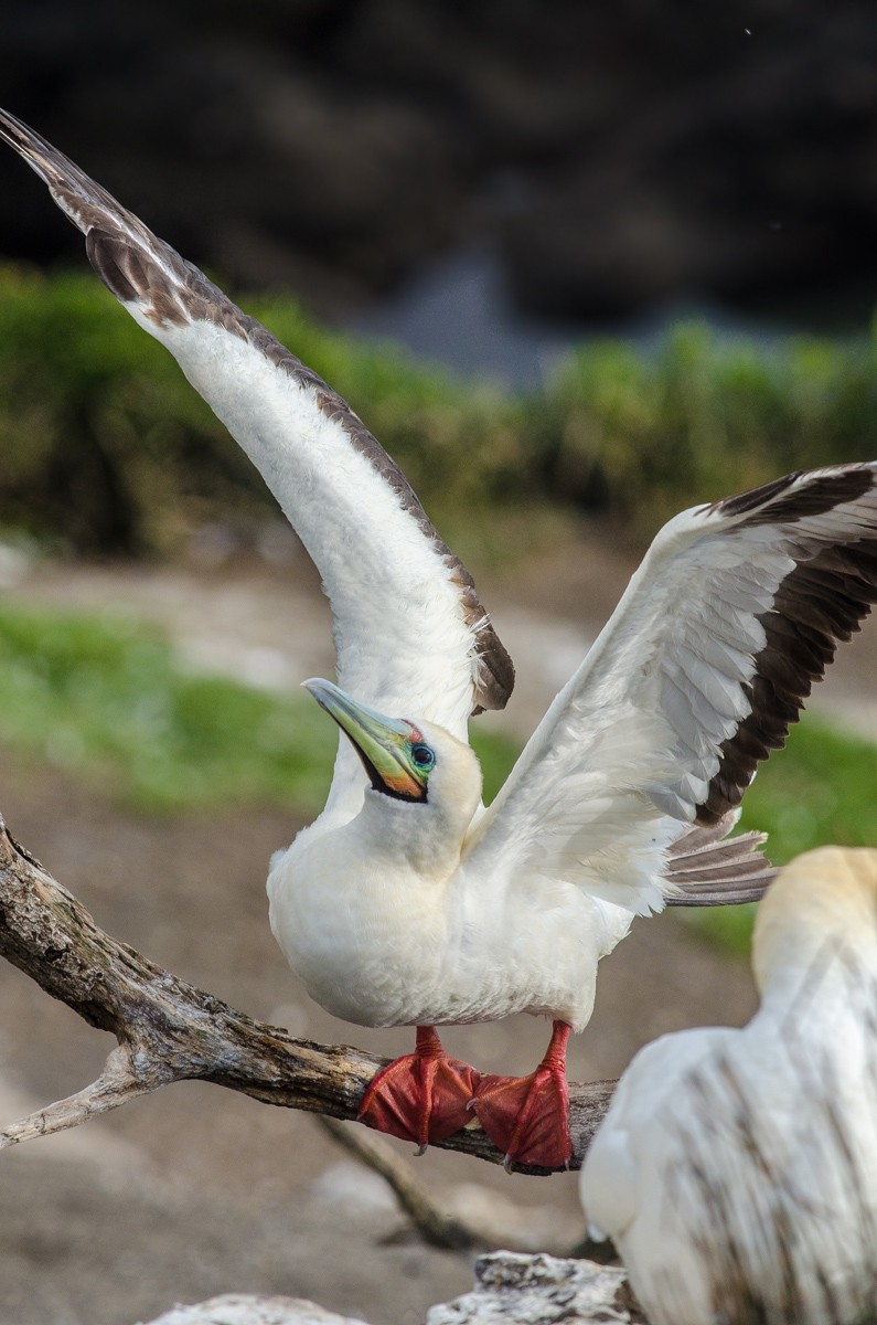 Red-footed Booby (Eastern Pacific) - ML49820021