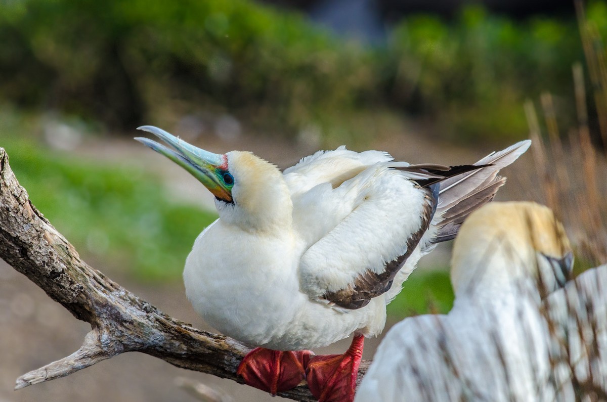Red-footed Booby (Eastern Pacific) - ML49820031