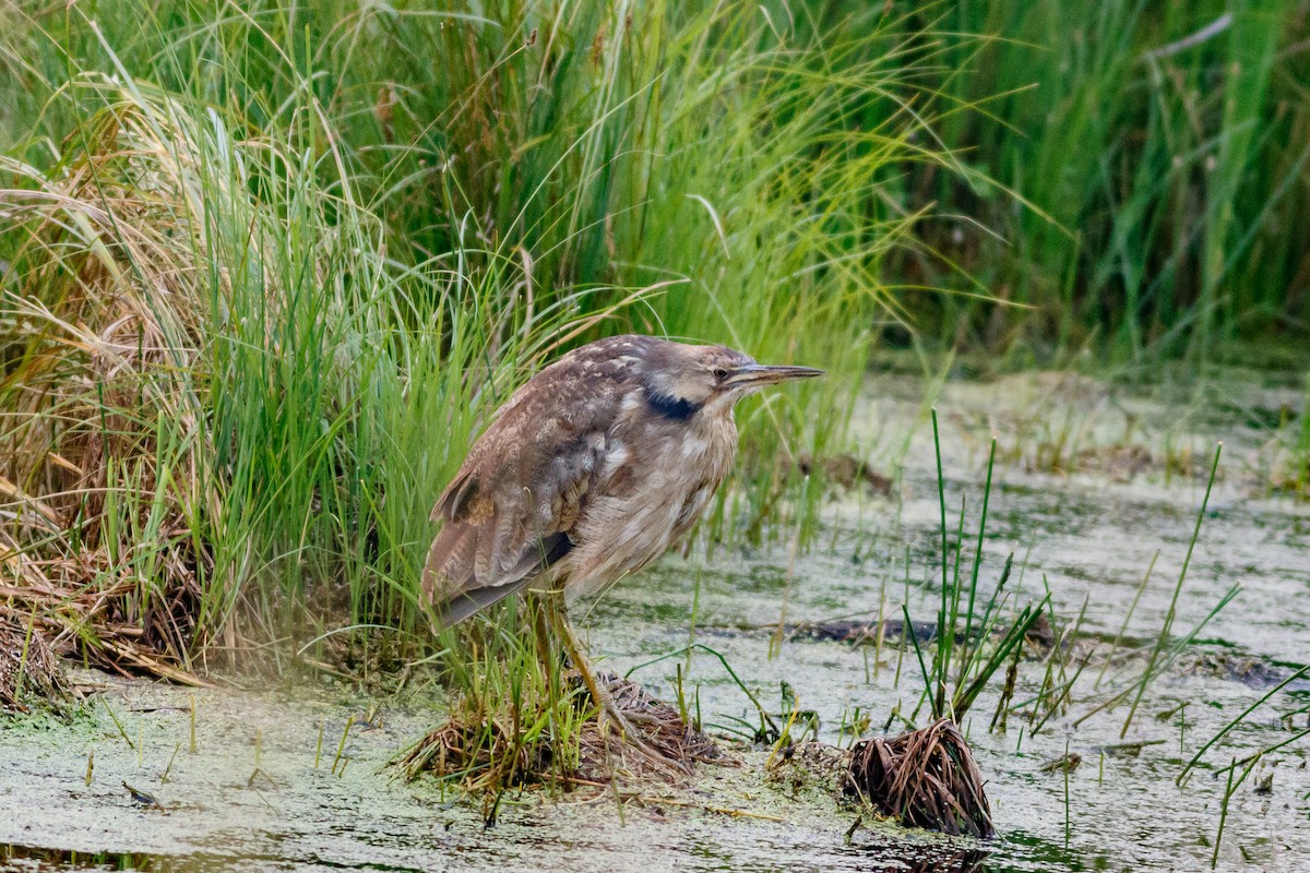 American Bittern - ML498201041